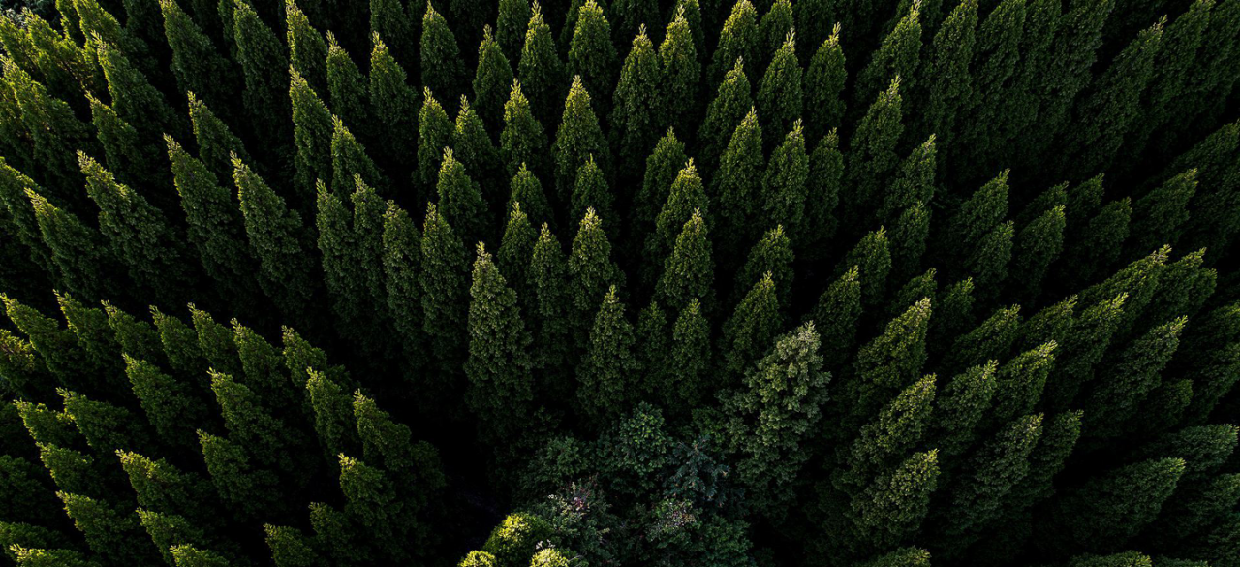 有效預(yù)防和撲救森林火災(zāi)